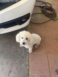 Found/Stray Male Dog last seen Lake Mead and Pecos, North Las Vegas, NV 89030
