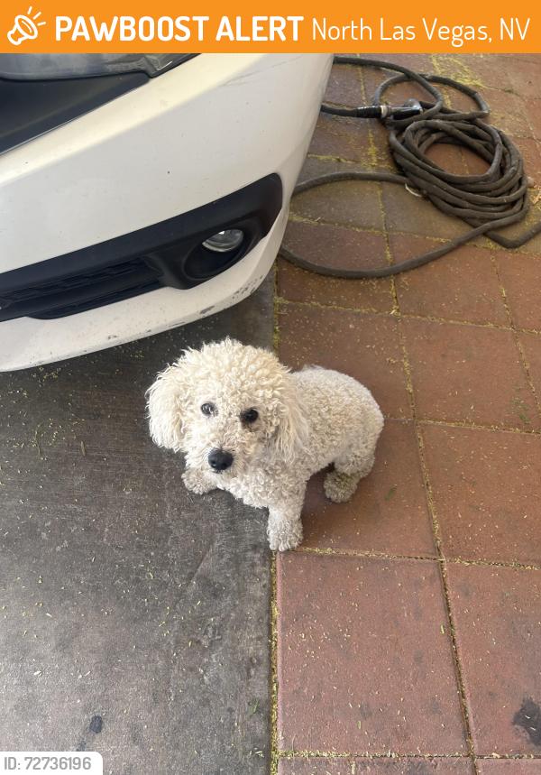 Found/Stray Male Dog last seen Lake Mead and Pecos, North Las Vegas, NV 89030