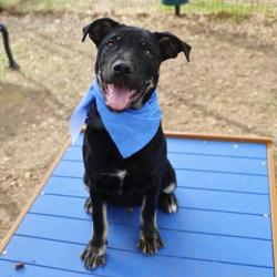 Shelter Stray Male Dog last seen BARTON CT, San Antonio, TX 78227