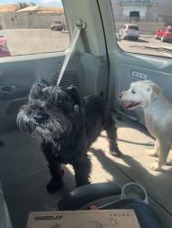 Found/Stray Male Dog last seen Freeway, Corona, CA 92882