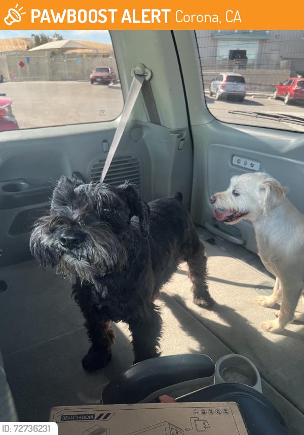 Found/Stray Male Dog last seen Freeway, Corona, CA 92882