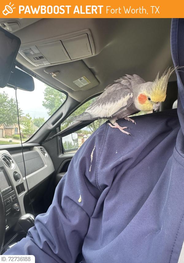 Found/Stray Unknown Bird last seen Western Center 24 hour fitness, Fort Worth, TX 76131