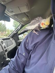 Found/Stray Unknown Bird last seen Western Center 24 hour fitness, Fort Worth, TX 76131