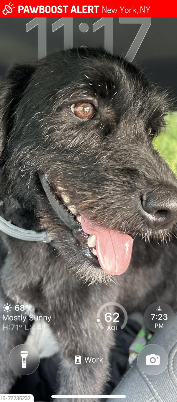 Lost Male Dog last seen cvs pharmacy , New York, NY 10025