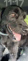 Lost Male Dog last seen cvs pharmacy , New York, NY 10025