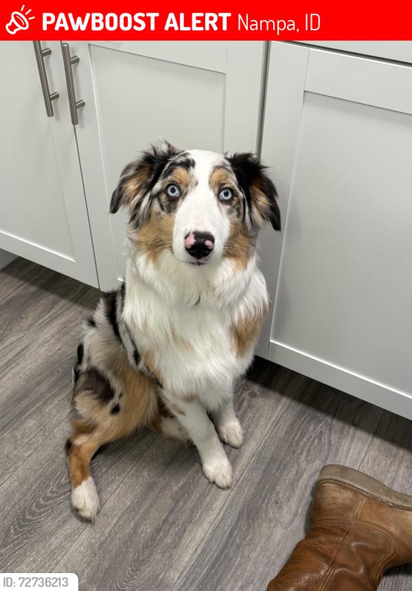 Lost Female Dog last seen E Washington Ave and Diamond, Nampa, ID 83686