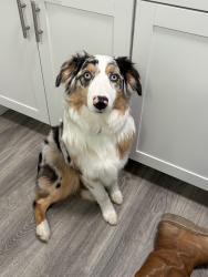 Lost Female Dog last seen E Washington Ave and Diamond, Nampa, ID 83686