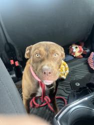 Found/Stray Female Dog last seen Clifford St and Legacy Dr, White Settlement, TX 76108