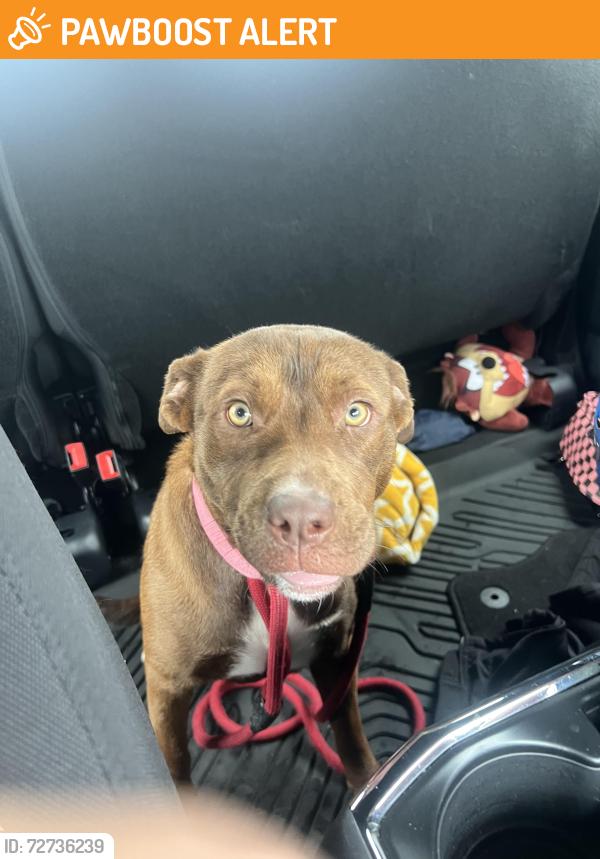 Found/Stray Female Dog last seen Clifford St and Legacy Dr, White Settlement, TX 76108