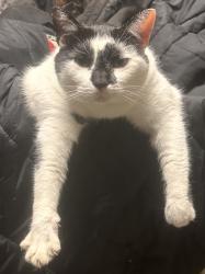 Lost Female Cat last seen Gallimore Dairy Rd, Randolph County, NC 27239