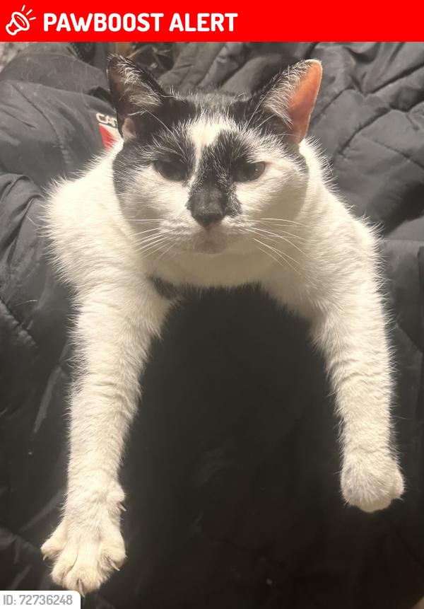 Lost Female Cat last seen Gallimore Dairy Rd, Randolph County, NC 27239