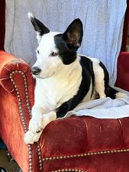 Lost Male Dog last seen Pive old Perry area, Kathleen, GA 31047