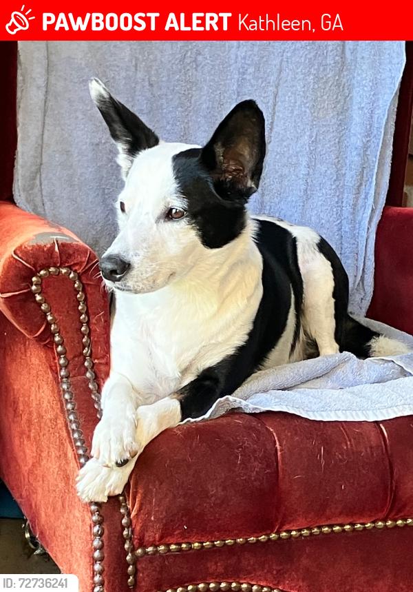 Lost Male Dog last seen Pive old Perry area, Kathleen, GA 31047