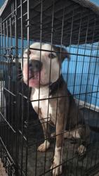 Found/Stray Male Dog last seen Shadeland and 16th st, Warren Park, IN 46219