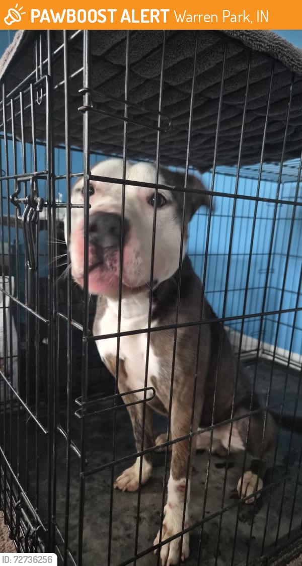 Found/Stray Male Dog last seen Shadeland and 16th st, Warren Park, IN 46219