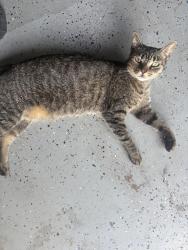 Lost Female Cat last seen Knoxmcrae st Titusville do, Titusville, FL 32780