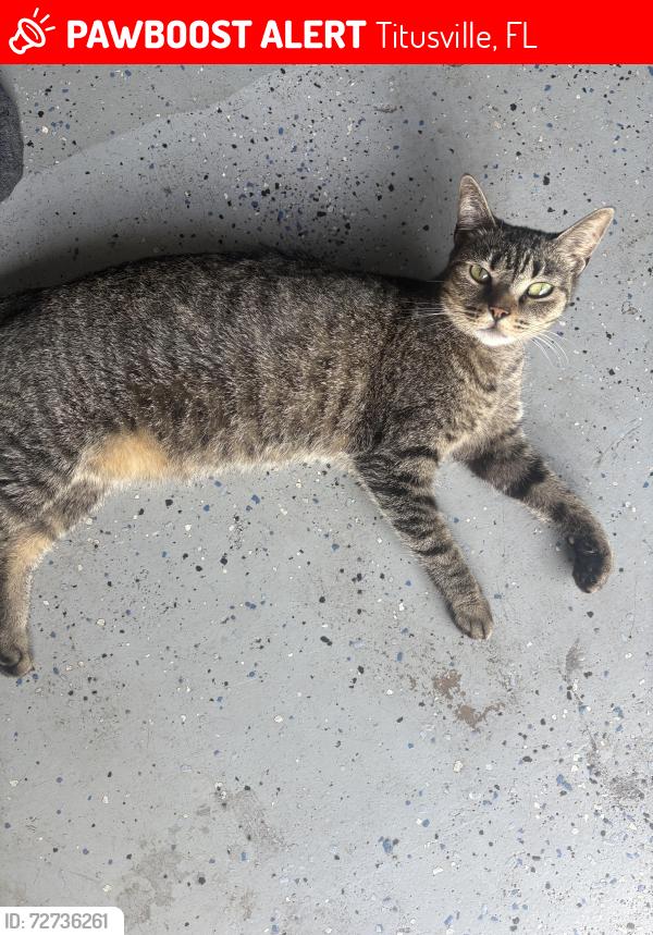Lost Female Cat last seen Knoxmcrae st Titusville do, Titusville, FL 32780