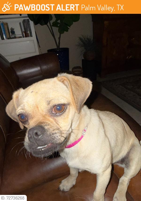 Found/Stray Female Dog last seen Palm valley , Palm Valley, TX 78552