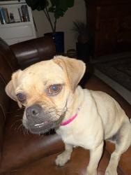Found/Stray Female Dog last seen Palm valley , Palm Valley, TX 78552