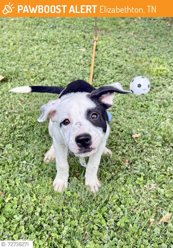 Found/Stray Male Dog last seen West side , Elizabethton, TN 37643