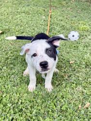 Found/Stray Male Dog last seen West side , Elizabethton, TN 37643