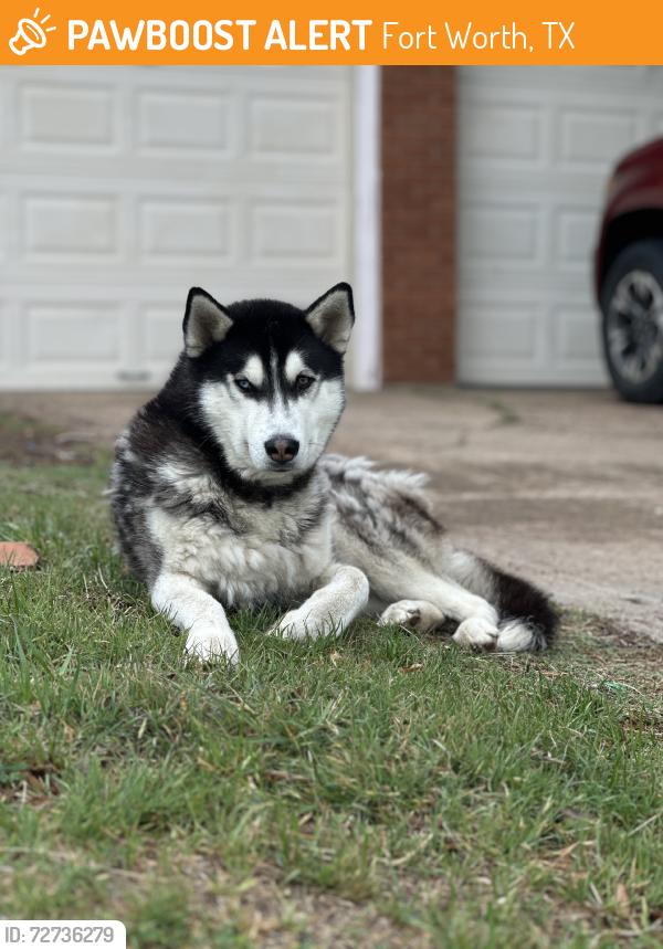 Found/Stray Unknown Dog last seen Goodwill outlet store across the street., Fort Worth, TX 76119
