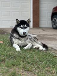 Found/Stray Unknown Dog last seen Goodwill outlet store across the street., Fort Worth, TX 76119