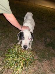 Found/Stray Male Dog last seen Off Belews Creek Rd, Winston-Salem, NC 27101
