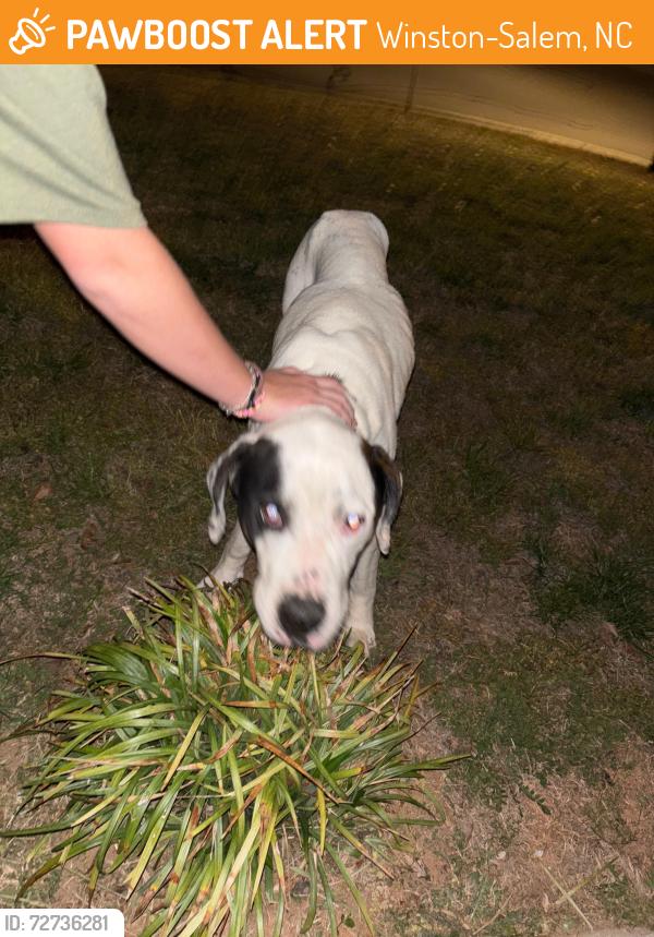 Found/Stray Male Dog last seen Off Belews Creek Rd, Winston-Salem, NC 27101