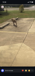 Found/Stray Male Dog last seen ASPEN MINI STORAGE, Broken Arrow, OK 74011