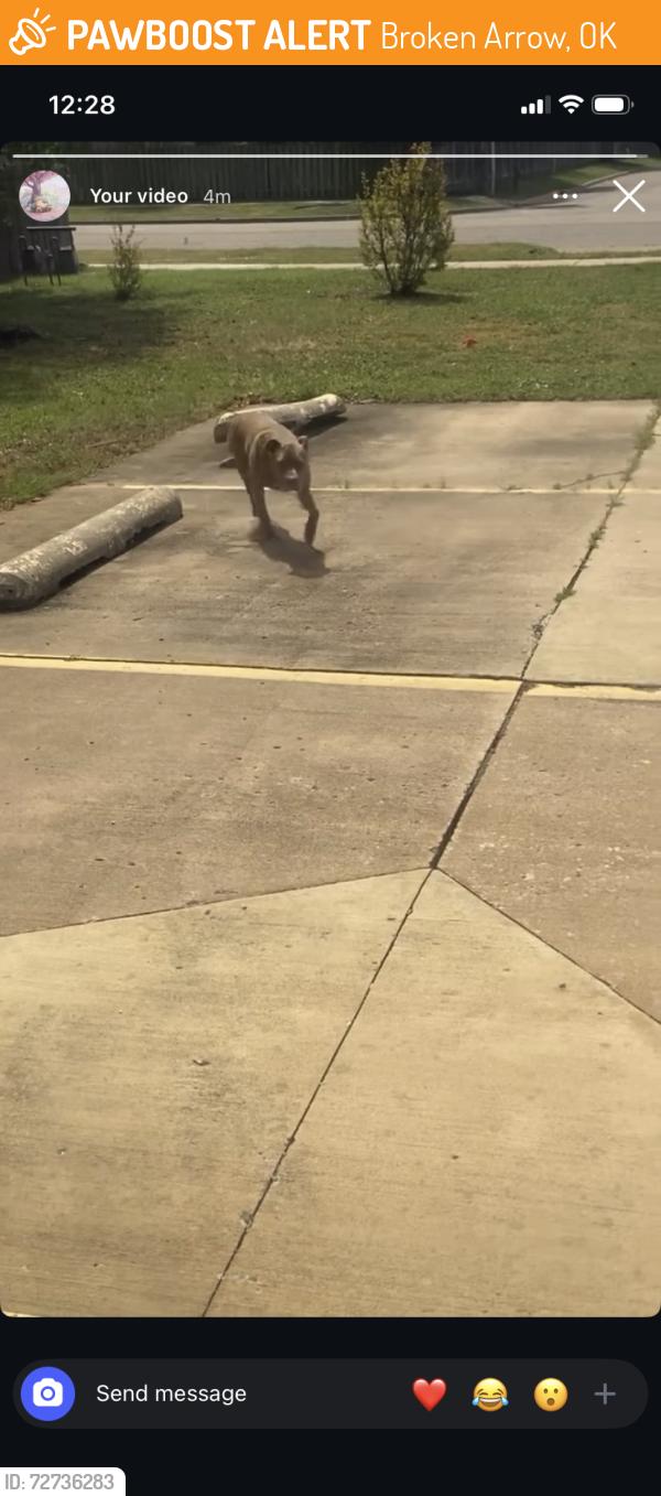 Found/Stray Male Dog last seen ASPEN MINI STORAGE, Broken Arrow, OK 74011