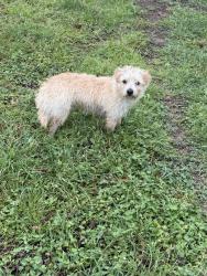 Found/Stray Male Dog last seen Caulan & Galva Dr, Dallas, TX 75243