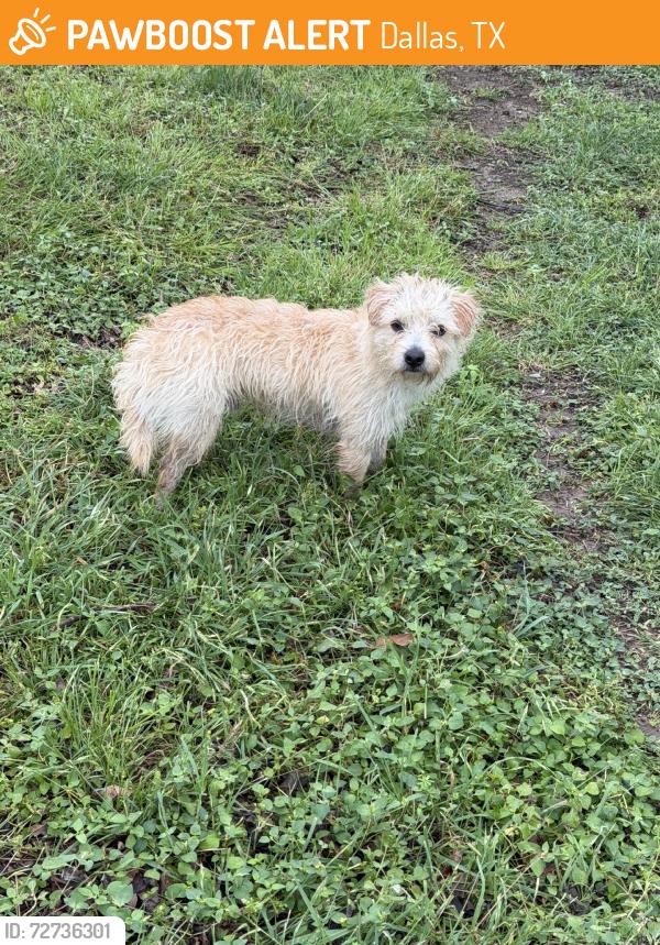 Found/Stray Male Dog last seen Caulan & Galva Dr, Dallas, TX 75243