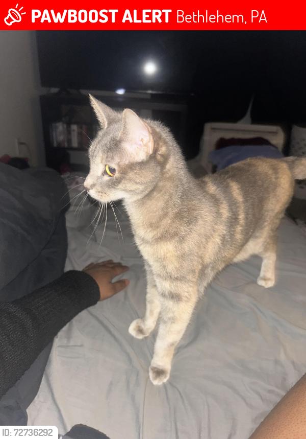 Lost Female Cat last seen Valley Farm Market Mini Mall, Bethlehem, PA 18017
