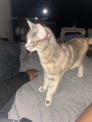 Lost Female Cat last seen Valley Farm Market Mini Mall, Bethlehem, PA 18017