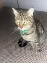 Lost Male Cat last seen Rock ferry/tranmere , Merseyside, England CH42 1QZ