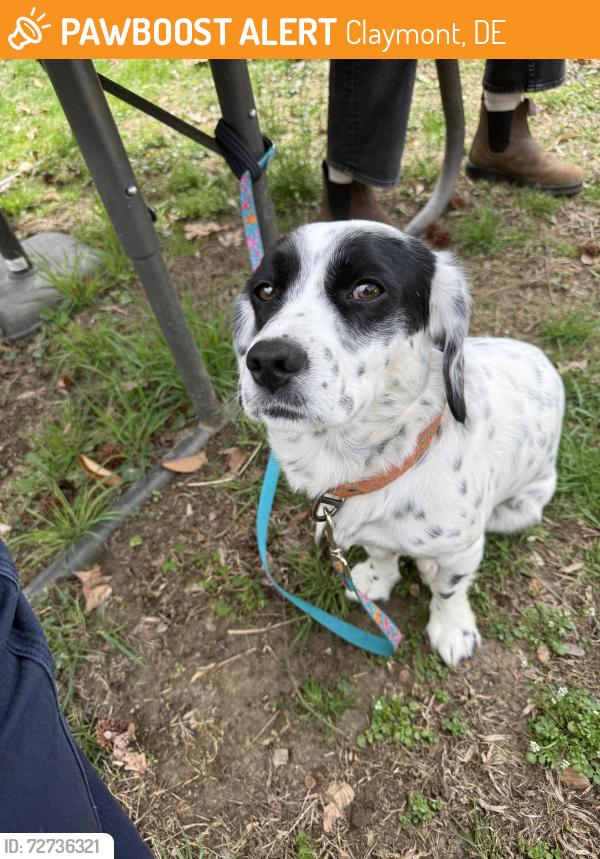 Found/Stray Male Dog last seen Pennsylvania Ave - at the meditation center, Claymont, DE 19703