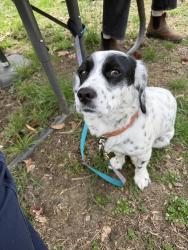 Found/Stray Male Dog last seen Pennsylvania Ave - at the meditation center, Claymont, DE 19703