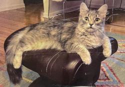 Lost Female Cat last seen Near N and 400 E, Chesterton, IN 46304