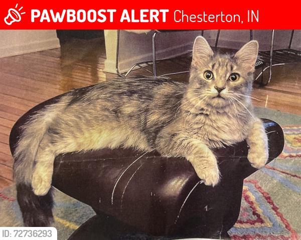 Lost Female Cat last seen Near N and 400 E, Chesterton, IN 46304