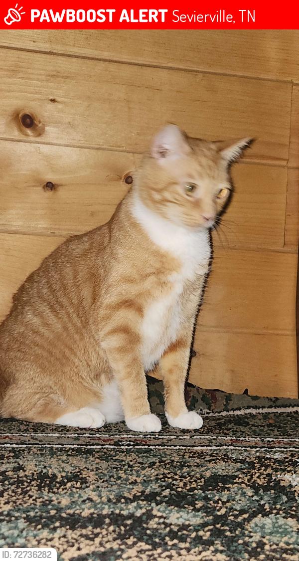 Lost Male Cat last seen near The Wildflower Event Center, Sevierville, TN 37862