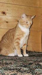 Lost Male Cat last seen near The Wildflower Event Center, Sevierville, TN 37862