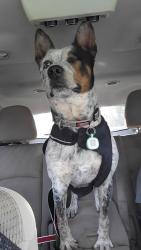 Lost Male Dog last seen Wintbrook rd Thomasville NC, Thomasville, NC 27360