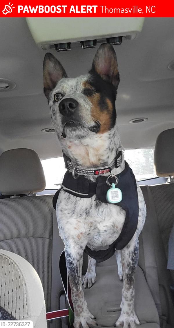 Lost Male Dog last seen Wintbrook rd Thomasville NC, Thomasville, NC 27360