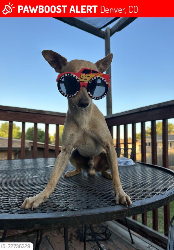 Lost Male Dog last seen Montbello rec center , Denver, CO 80239