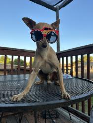 Lost Male Dog last seen Montbello rec center , Denver, CO 80239