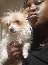 Lost Female Dog last seen Near W Loop 250 N, Midland, TX 79707