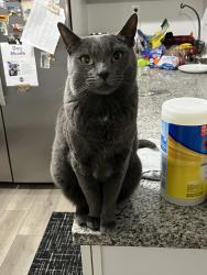 Lost Male Cat last seen Near 16th ave n st. Pete, St. Petersburg, FL 33713