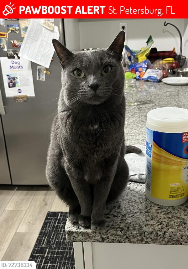 Lost Male Cat last seen Near 16th ave n st. Pete, St. Petersburg, FL 33713