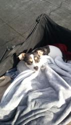 Lost Female Dog last seen Safeway , San Francisco, CA 94107